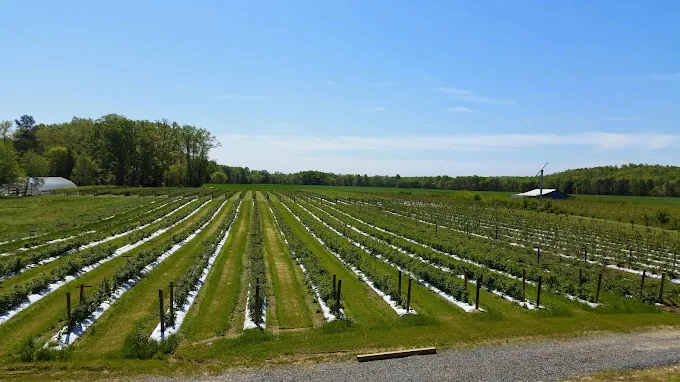 Agriberry Farm